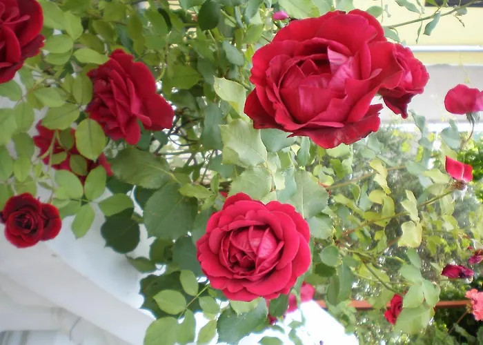 Oaza Tribunj Sea View